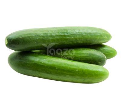 Hybrid Cucumber