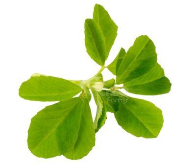 Fenugreek Leaves