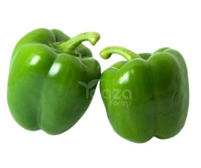 Capsicum/Bell Pepper