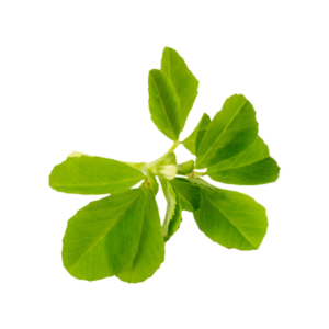Fenugreek Leaves