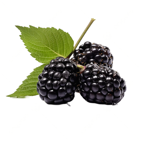 Blackberry