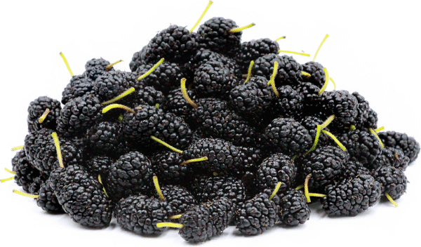 Mulberry